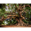 Consalnet Tree Photomural - Studio360 13011VE